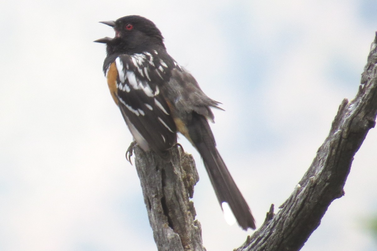 Spotted Towhee - ML163086221