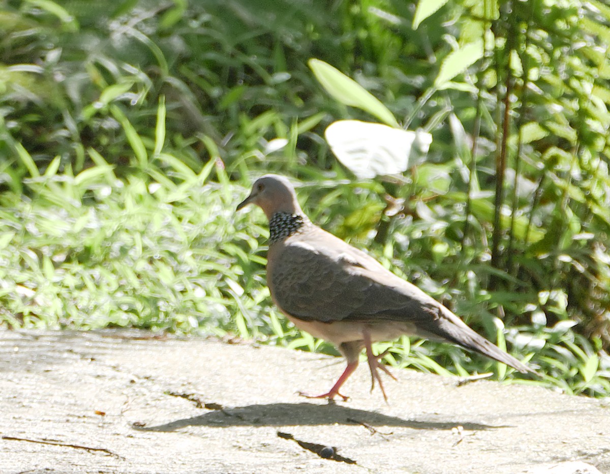 Spotted Dove - ML163089641