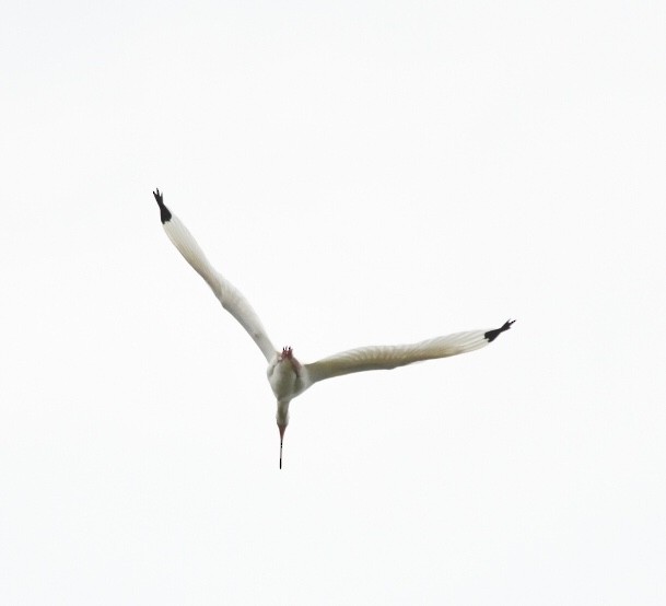 White Ibis - ML163090851