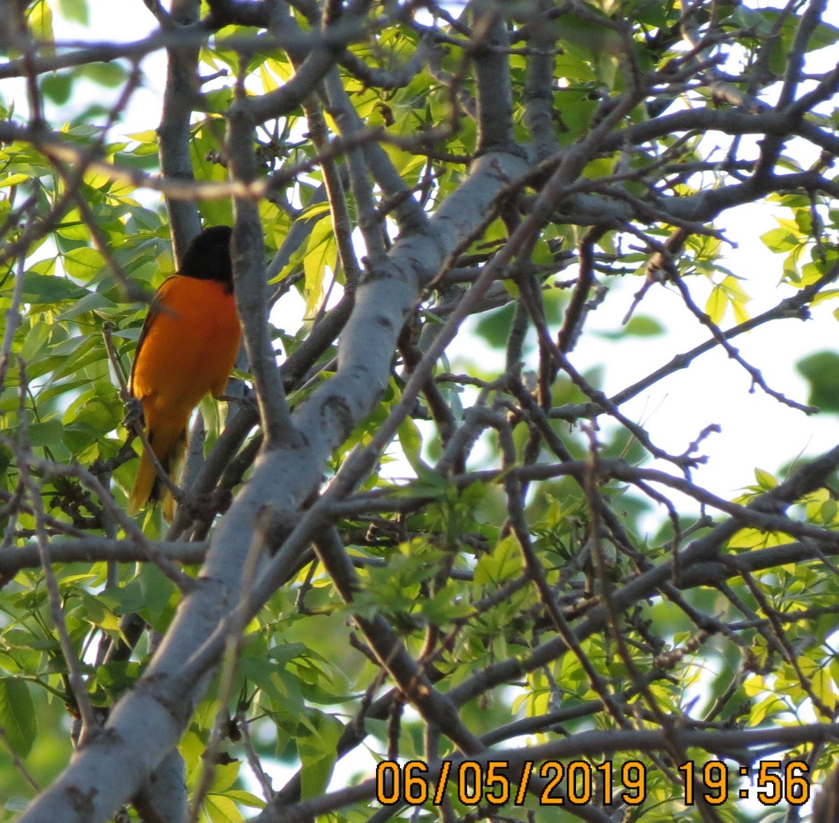 Baltimore Oriole - Fran Kerbs