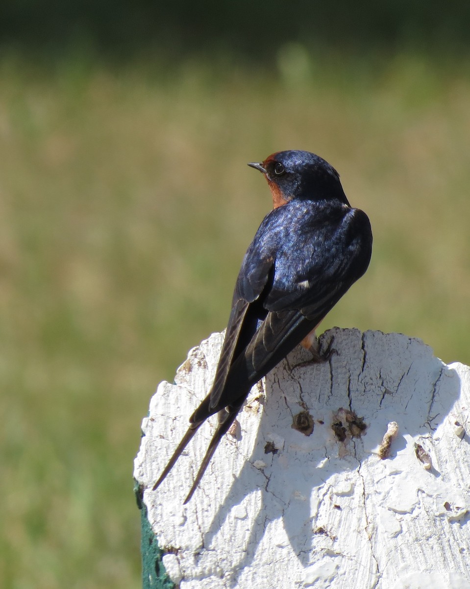 Barn Swallow - Fran Kerbs