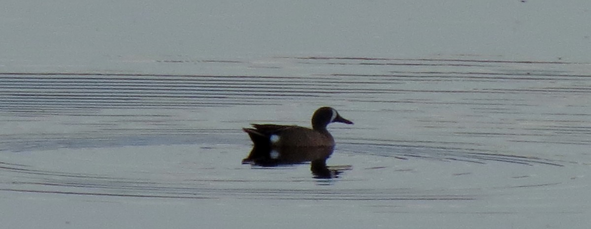 Blue-winged Teal - Fran Kerbs