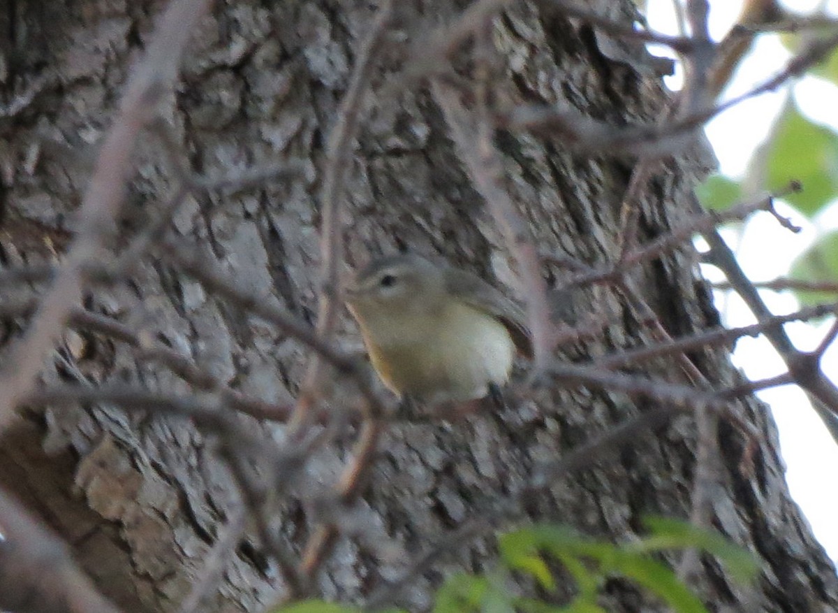 Vireo Gorjeador - ML163095051