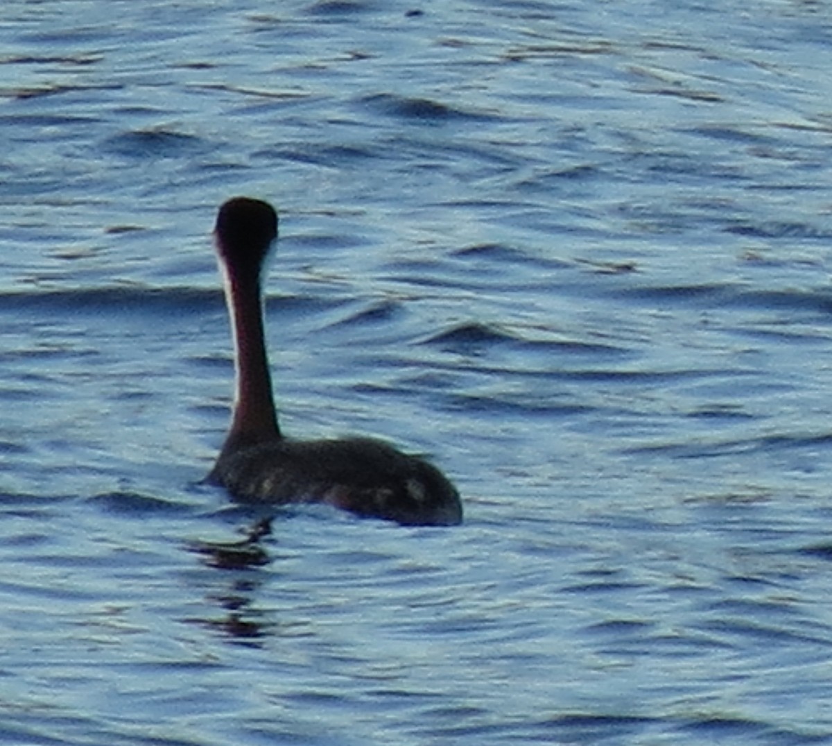 Western Grebe - Fran Kerbs