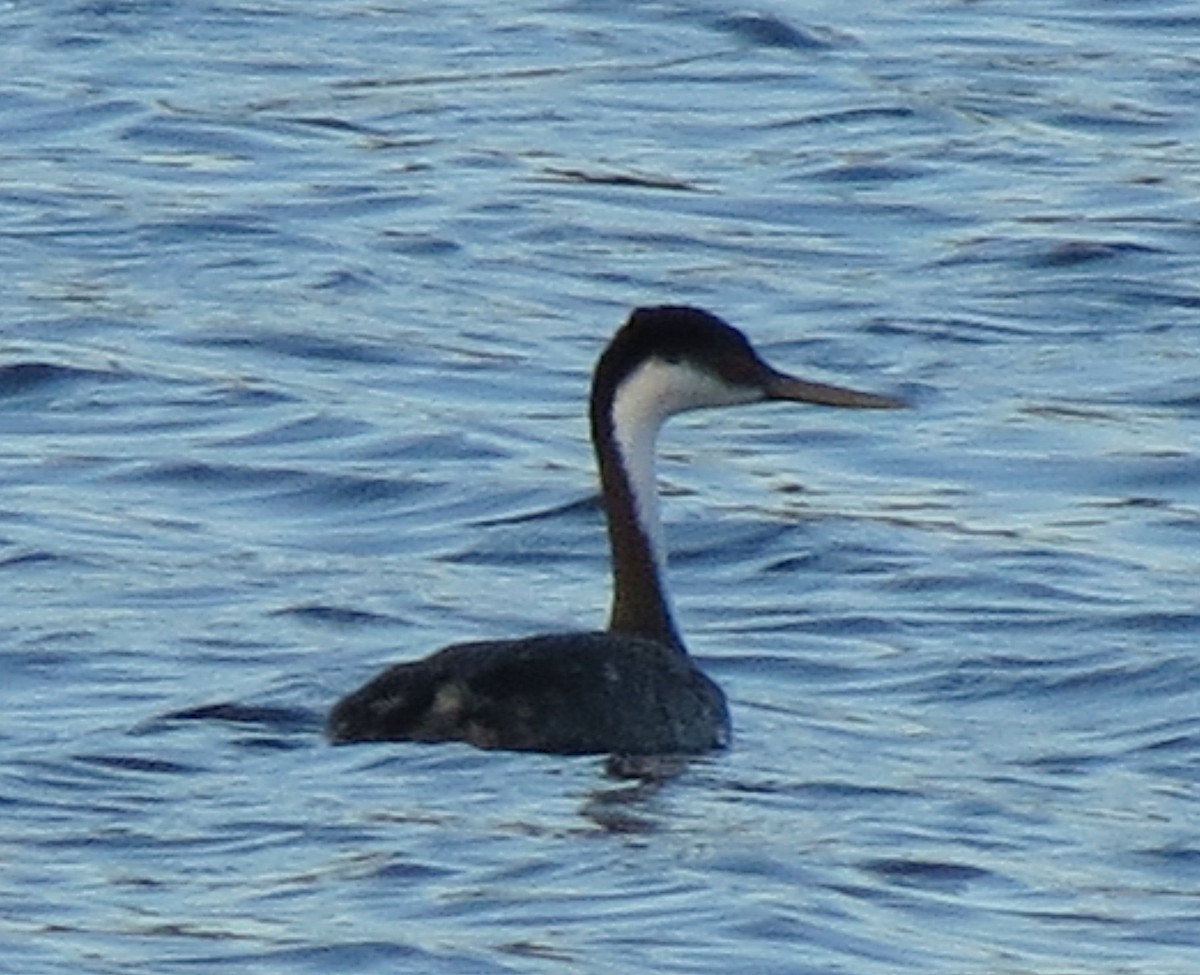 Western Grebe - Fran Kerbs