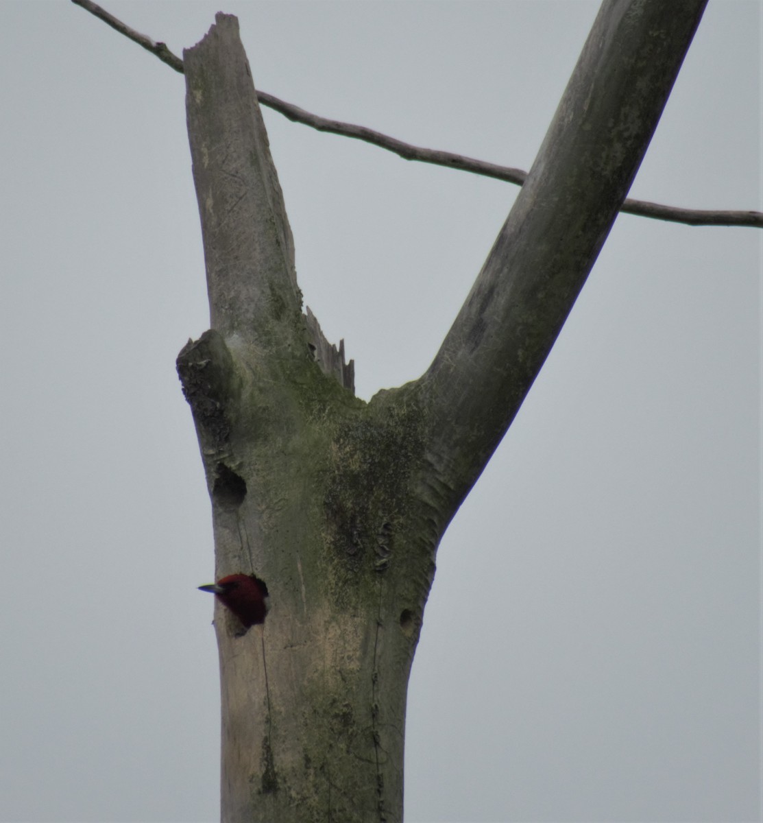 Red-headed Woodpecker - ML163095451