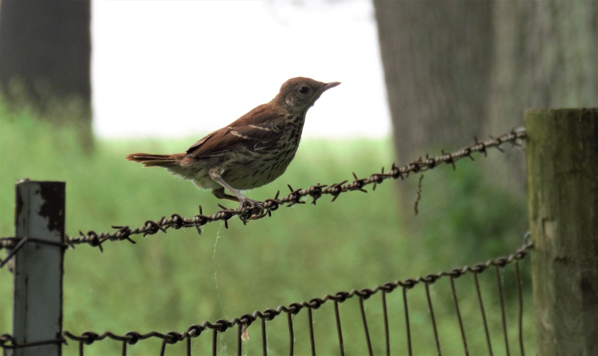 Brown Thrasher - ML163095471