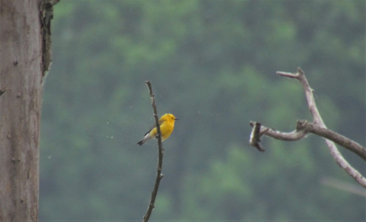 Prothonotary Warbler - ML163095541