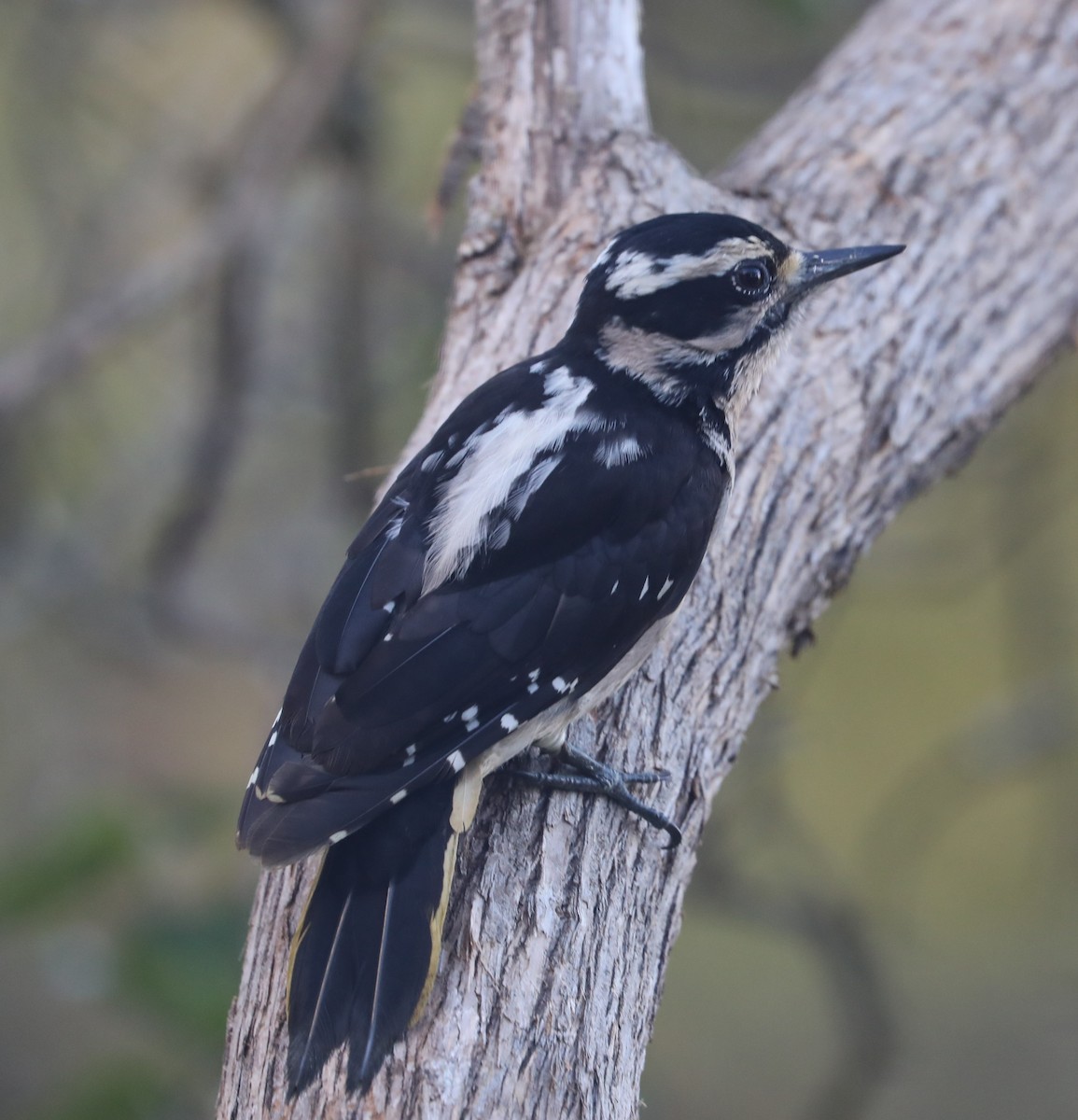 Hairy Woodpecker - Phil Green