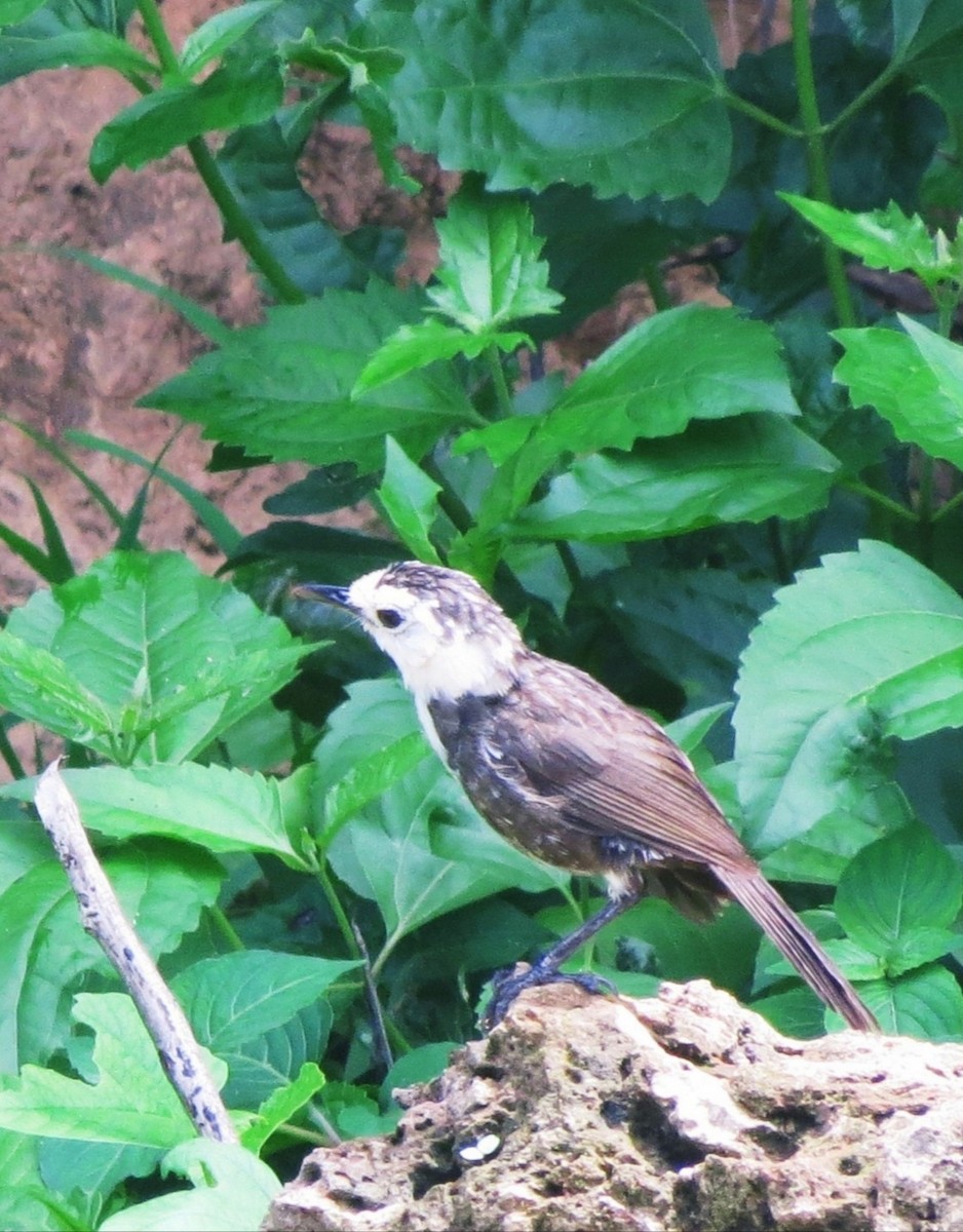 limestone babbler sp. - ML163097191