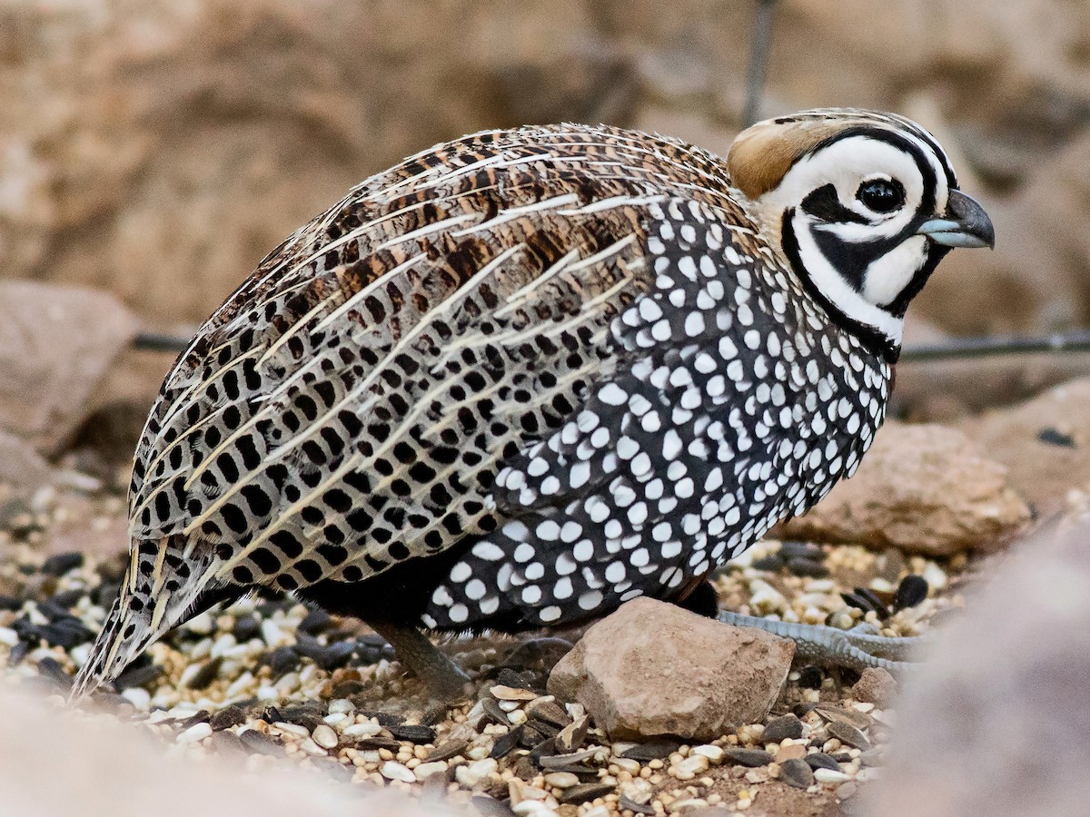 Montezuma quail exotică – detaliu penaj înaltă rezoluție