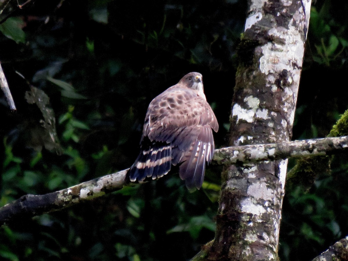 Broad-winged Hawk - Edison🦉 Ocaña