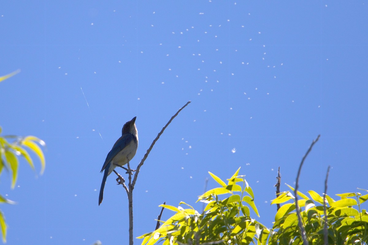 California Scrub-Jay - ML163101541