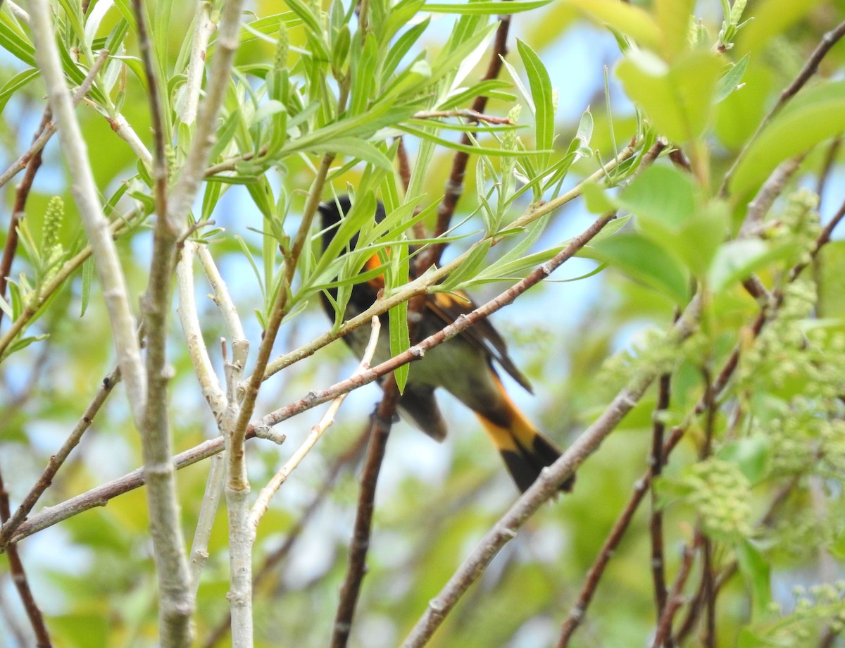 American Redstart - ML163101661