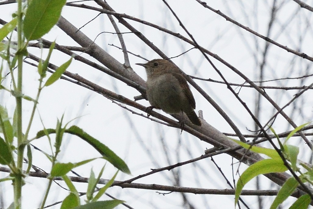 Northern House Wren - ML163102311