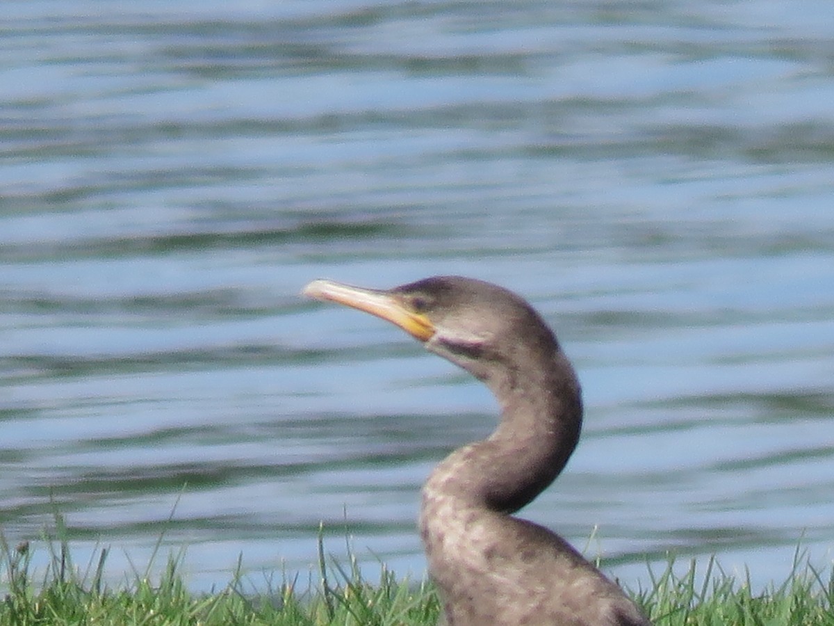Neotropic Cormorant - ML163102911