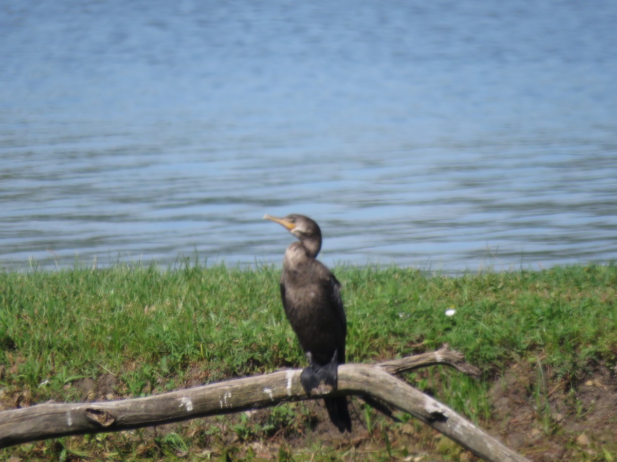 Neotropic Cormorant - ML163102921
