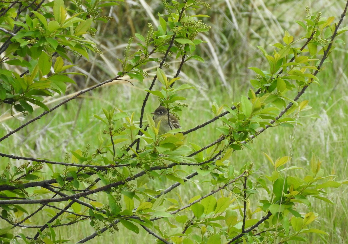 Least Flycatcher - ML163103111