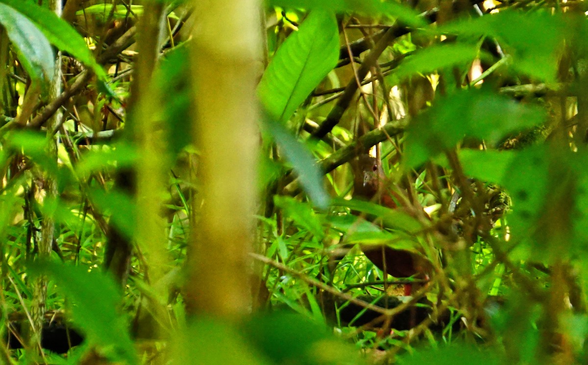 Uniform Crake - Otto  Cabrera