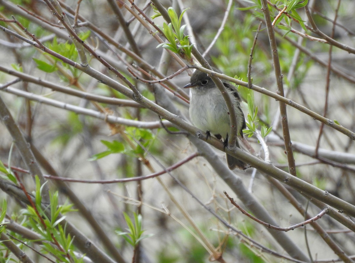 Empidonax sp. - ML163104201