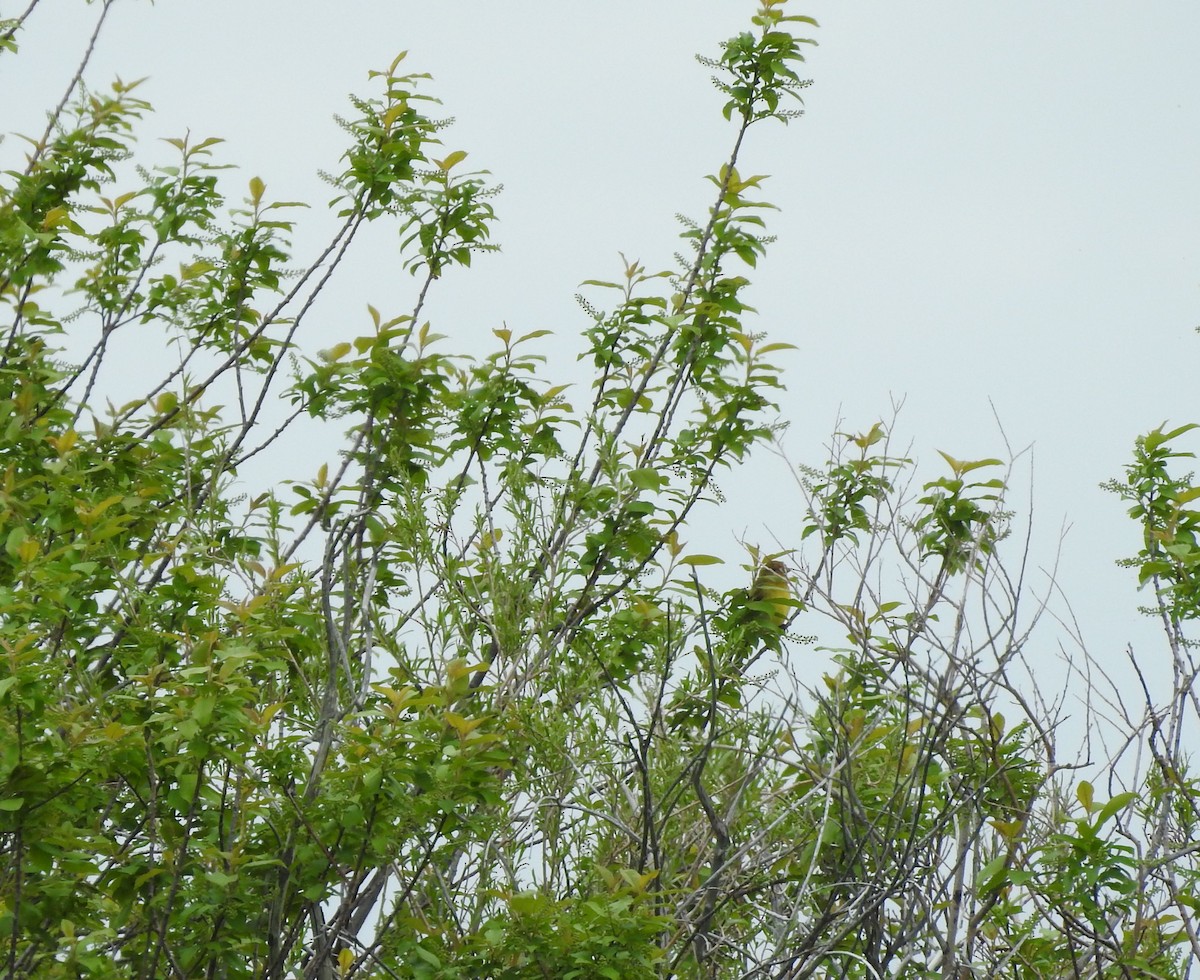 Western Tanager - ML163104231