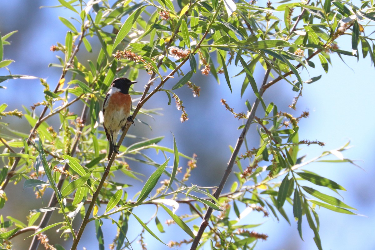 European Stonechat - ML163104361