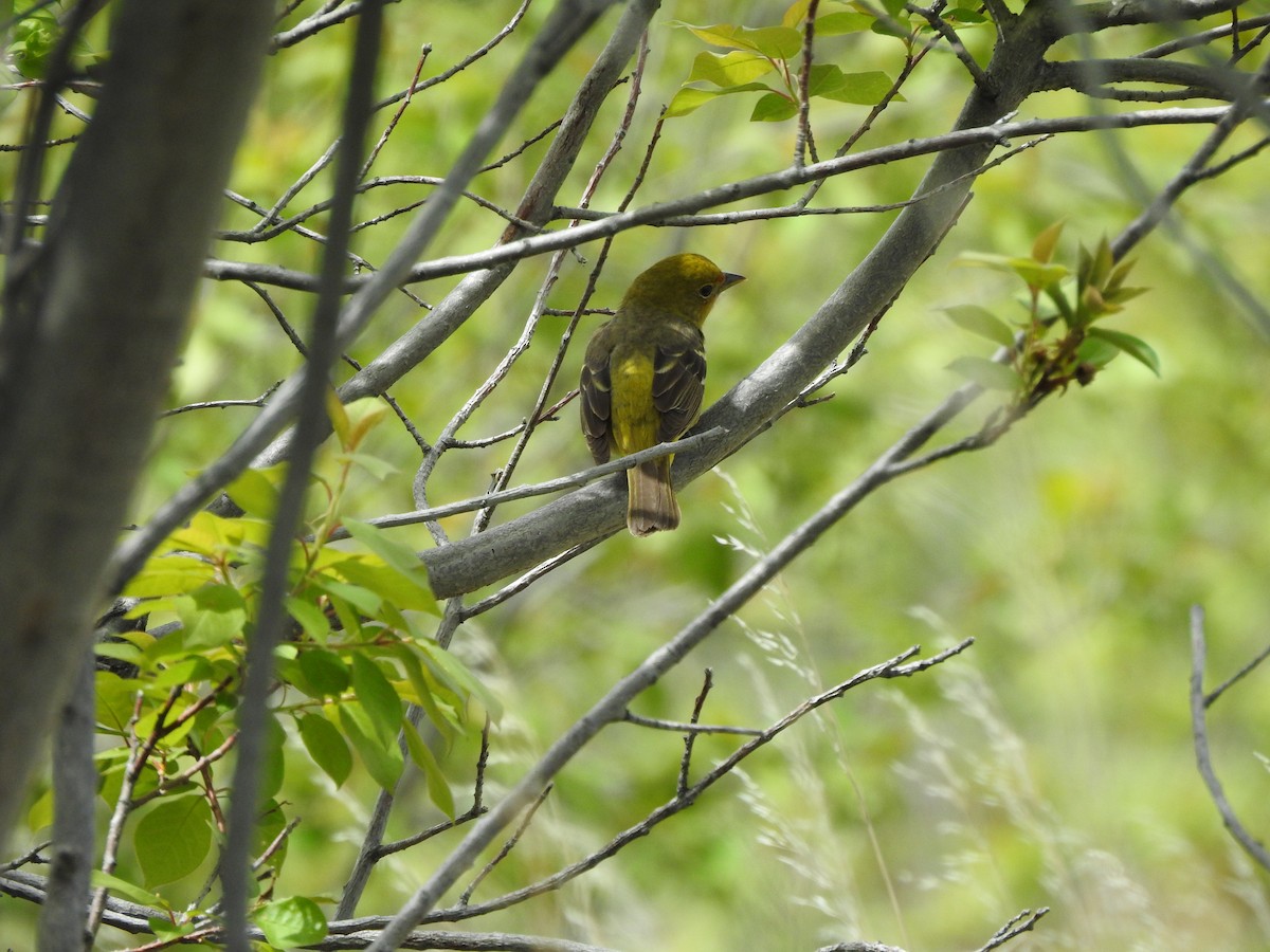 Western Tanager - ML163104541
