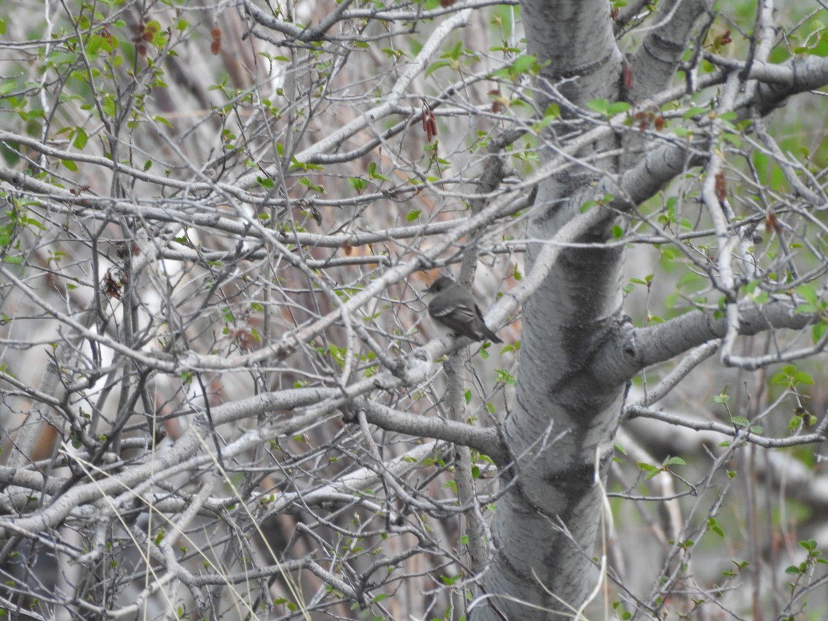 Western Wood-Pewee - ML163104561