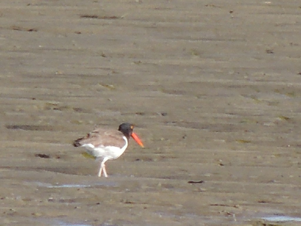 American Oystercatcher - ML163104981