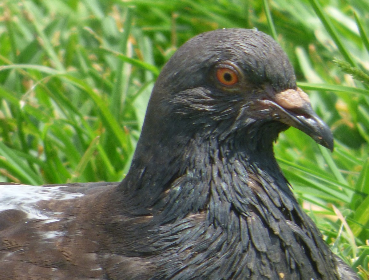 Rock Pigeon (Feral Pigeon) - ML163105191