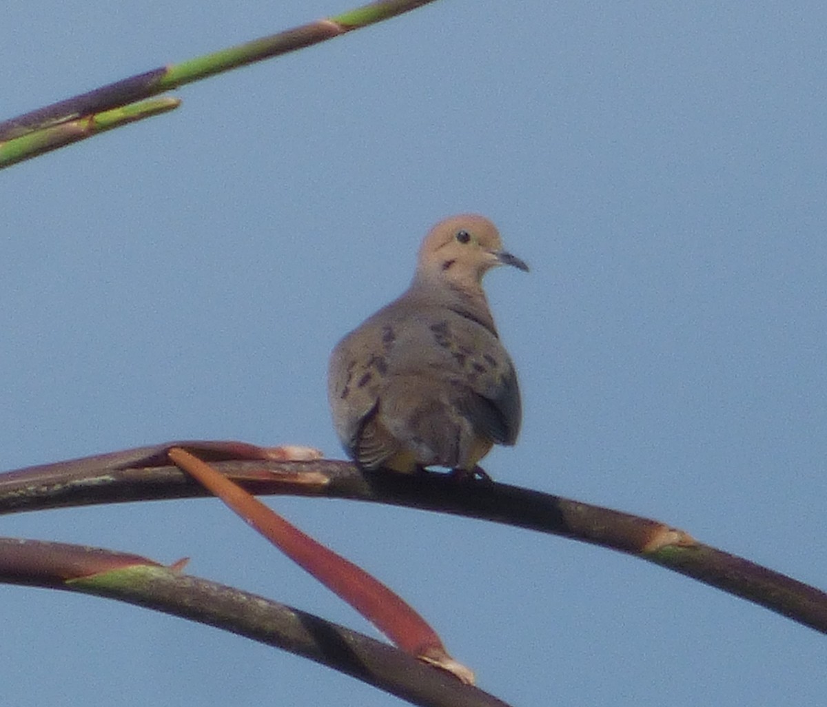 Mourning Dove - ML163105261