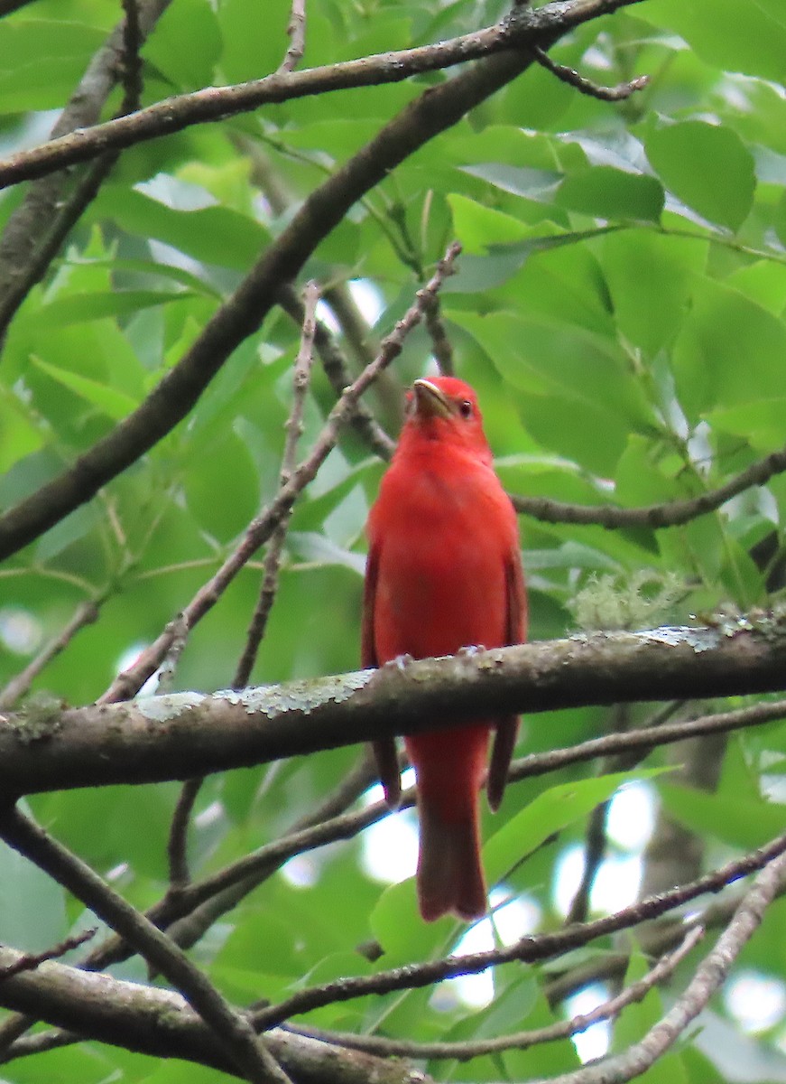 Summer Tanager - ML163105411