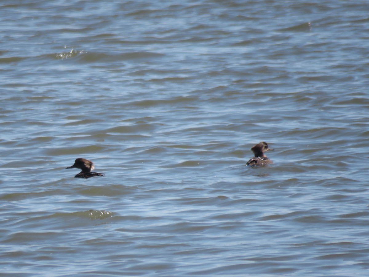 Hooded Merganser - ML163105471