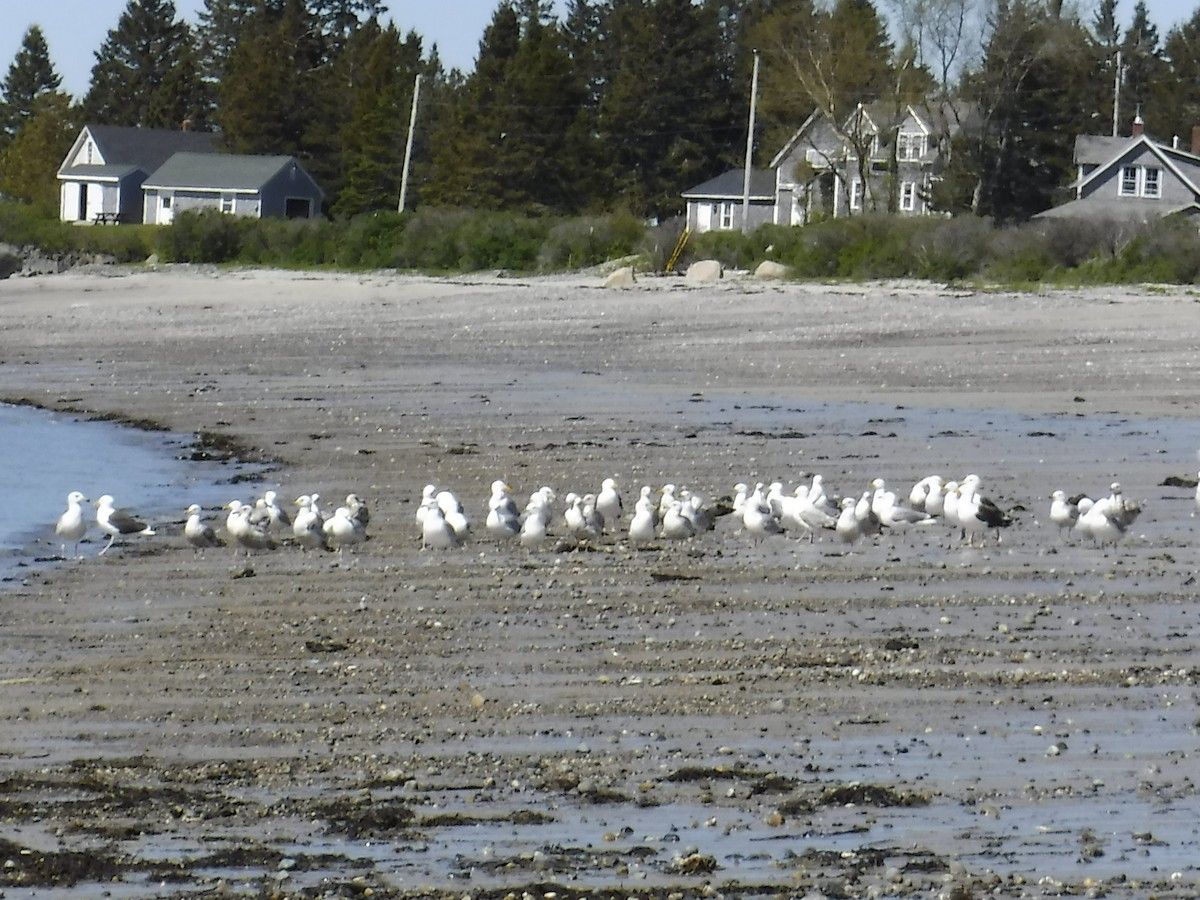 Herring Gull - ML163107381