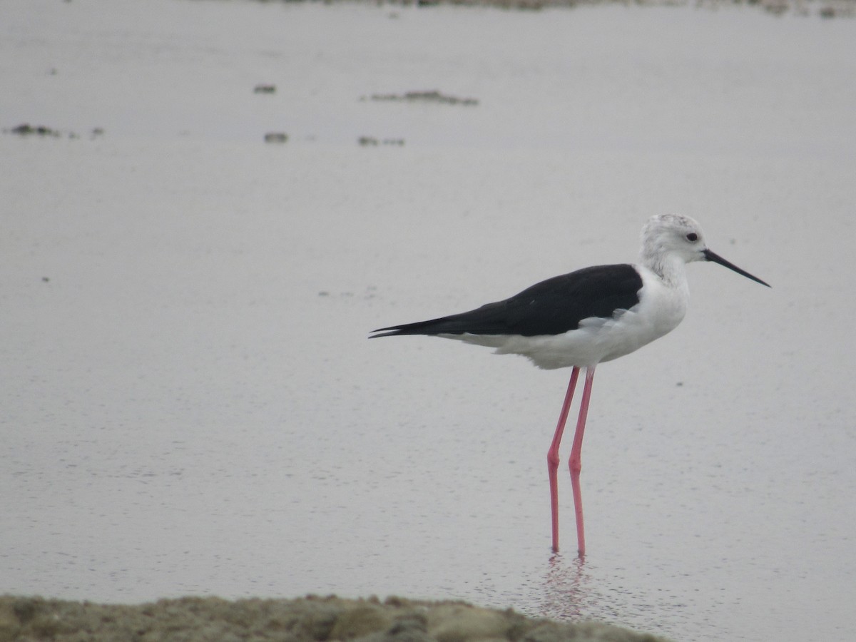 Black-winged Stilt - ML163108971