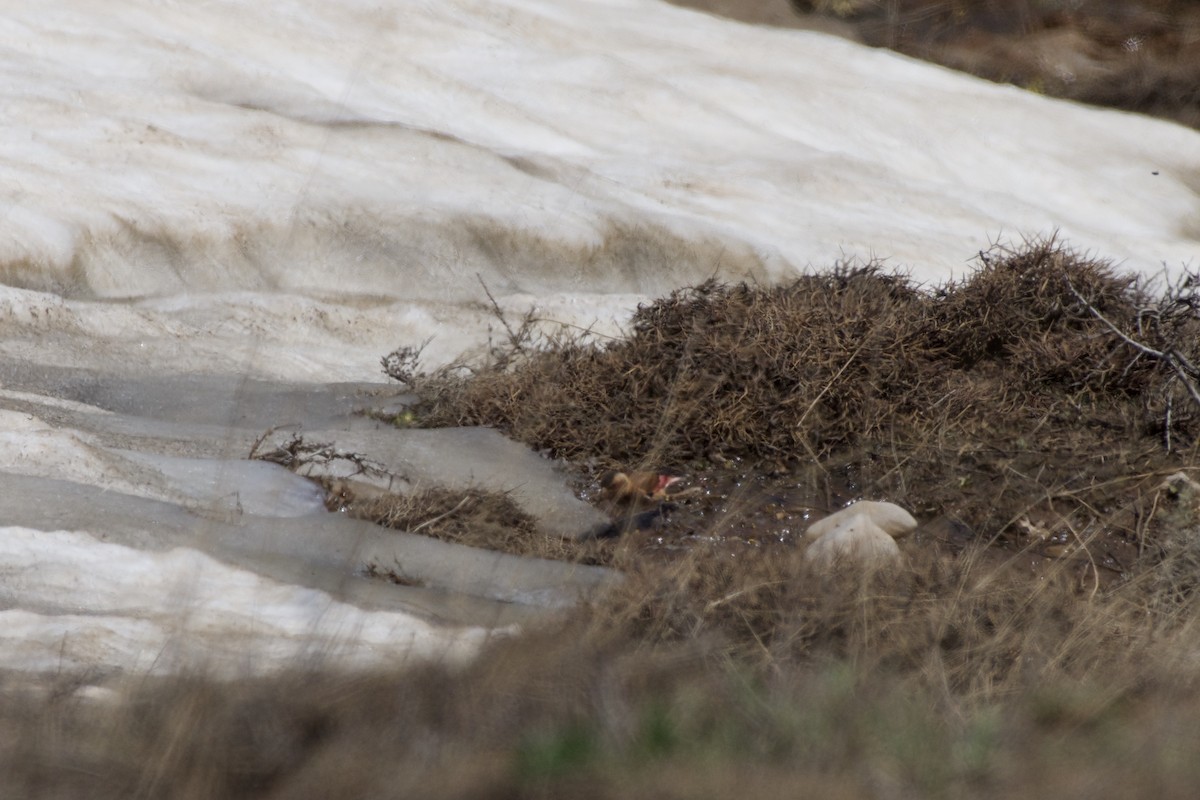 Crimson-winged Finch - ML163110441