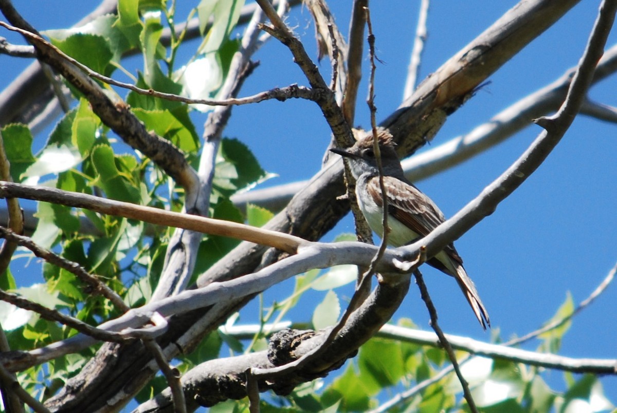 Ash-throated Flycatcher - ML163111281