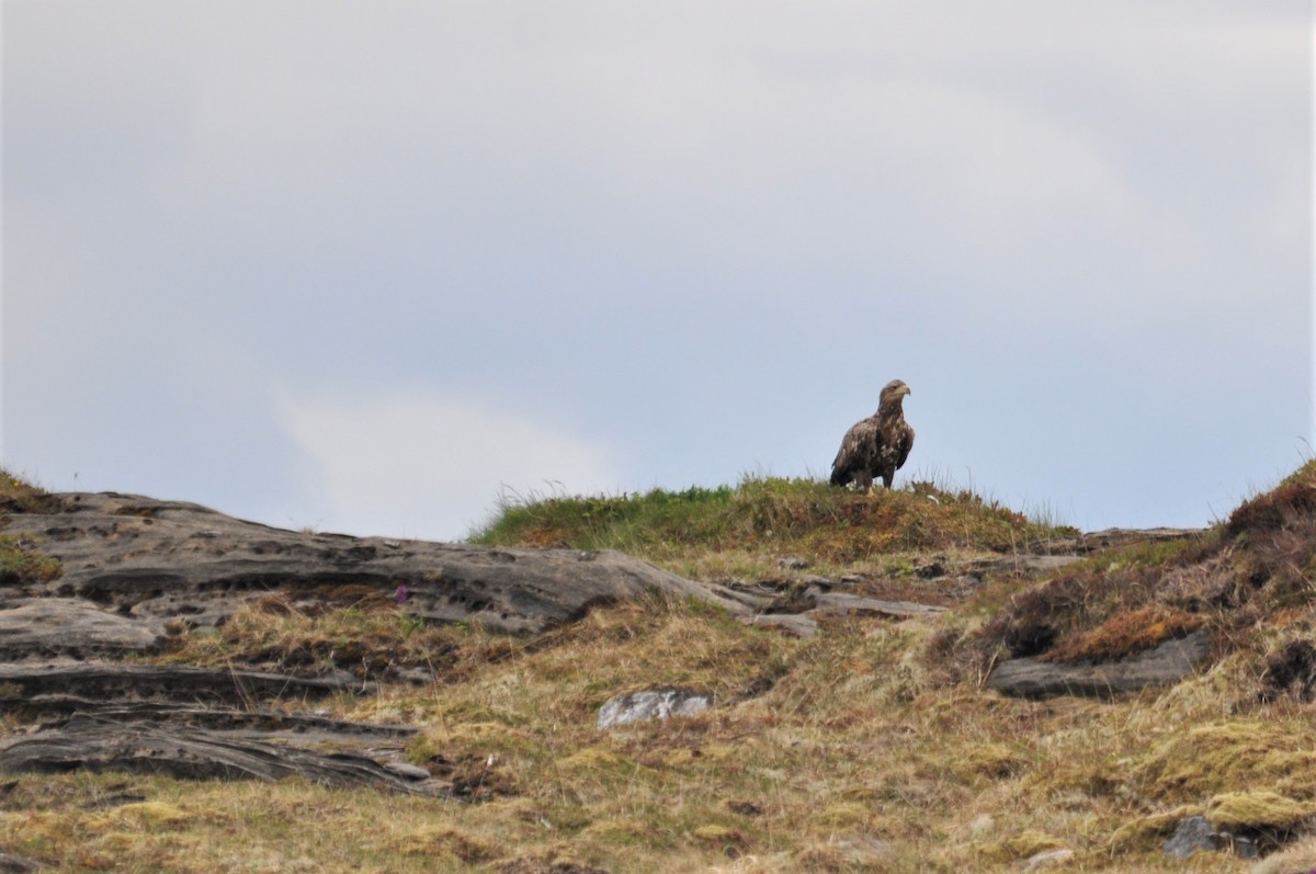 White-tailed Eagle - ML163111661