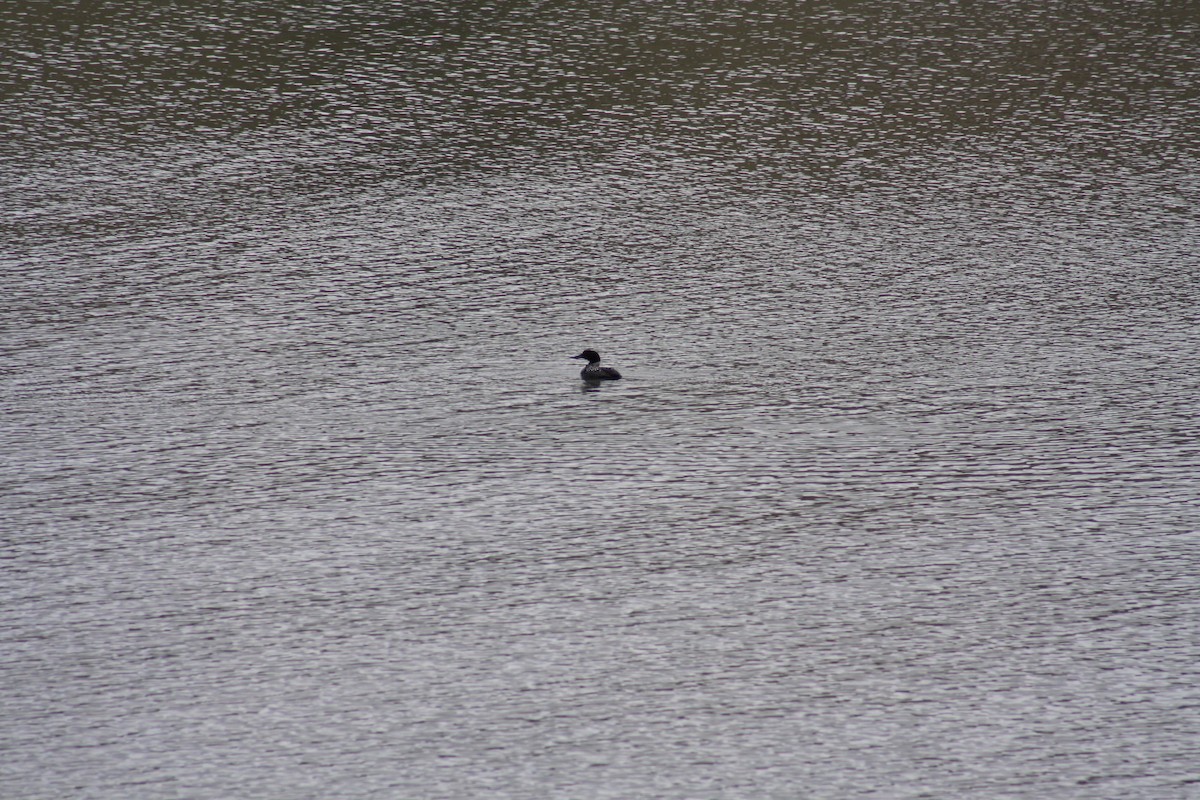 Common Loon - Stollery & Flood