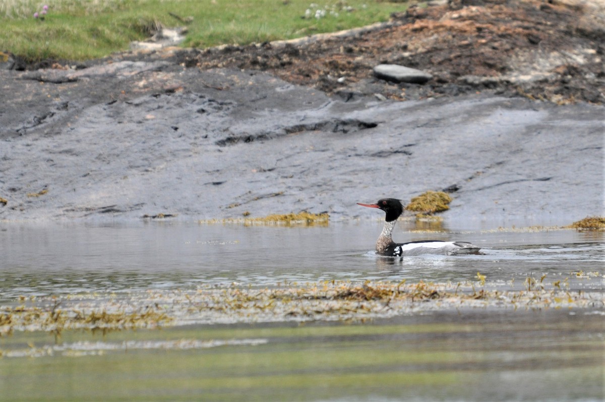 Red-breasted Merganser - ML163111941