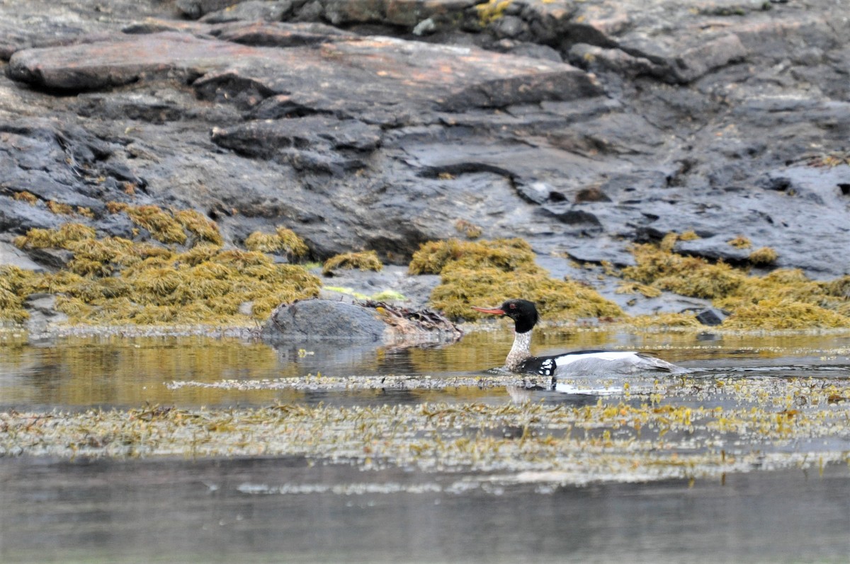 Red-breasted Merganser - ML163111981