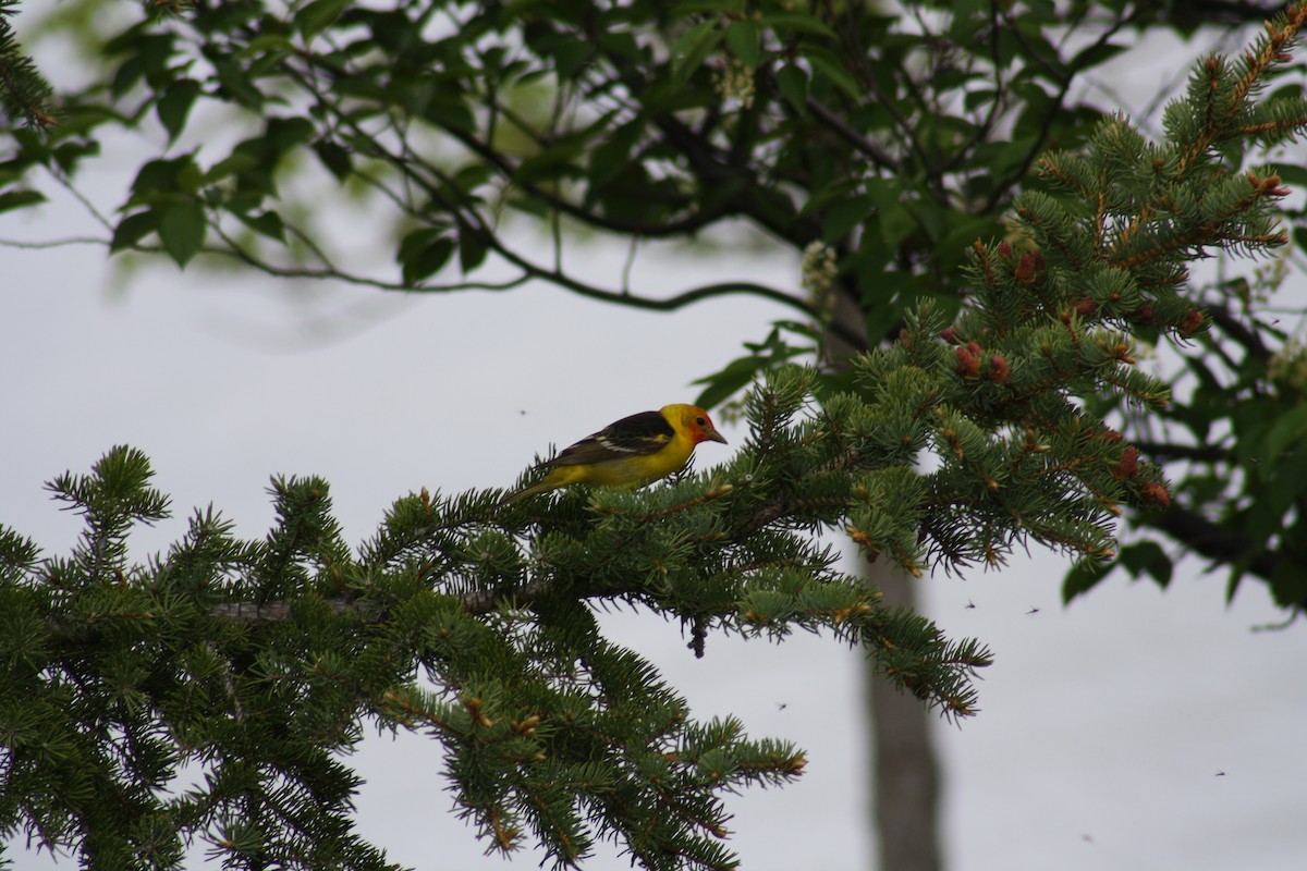 Western Tanager - ML163112001