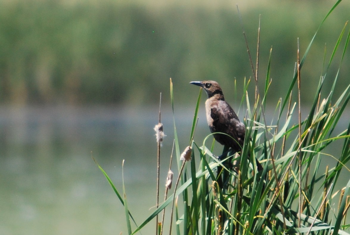 Great-tailed Grackle - ML163112221