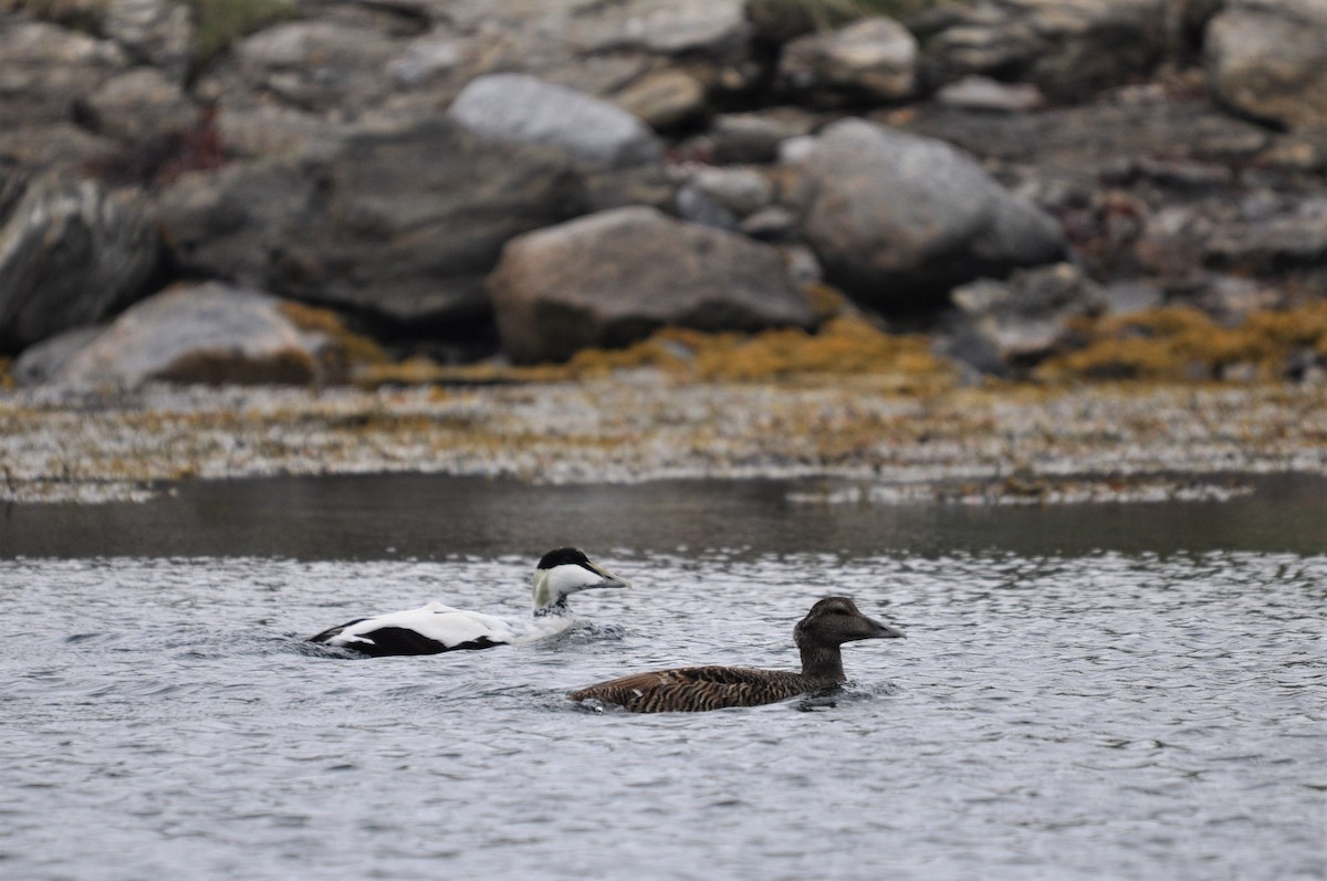 Common Eider - ML163112351