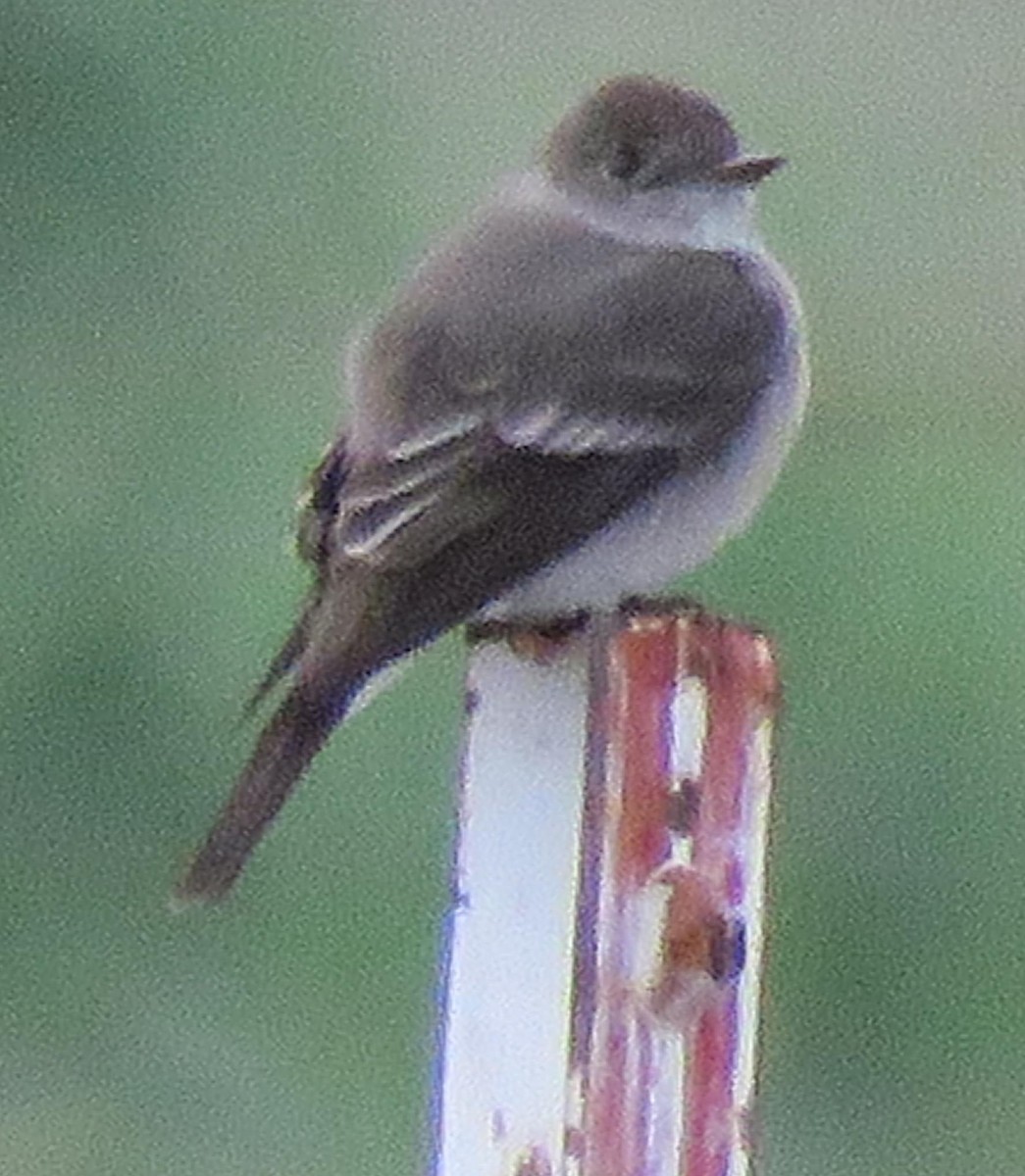 Western Wood-Pewee - ML163112971