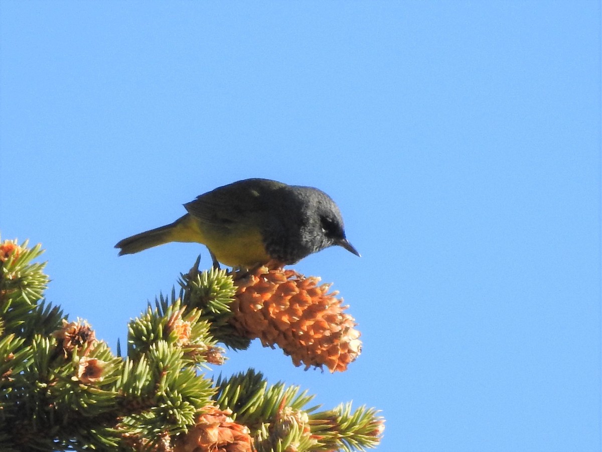 MacGillivray's Warbler - ML163114521