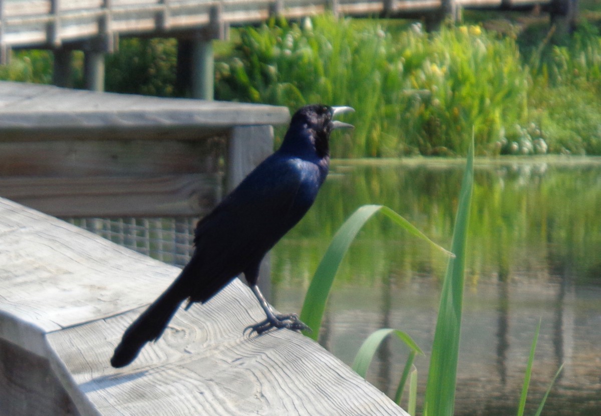 Boat-tailed Grackle - ML163114731