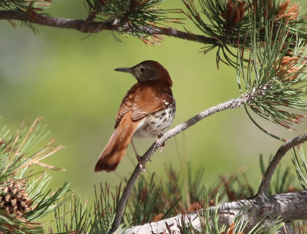 Brown Thrasher - ML163114951