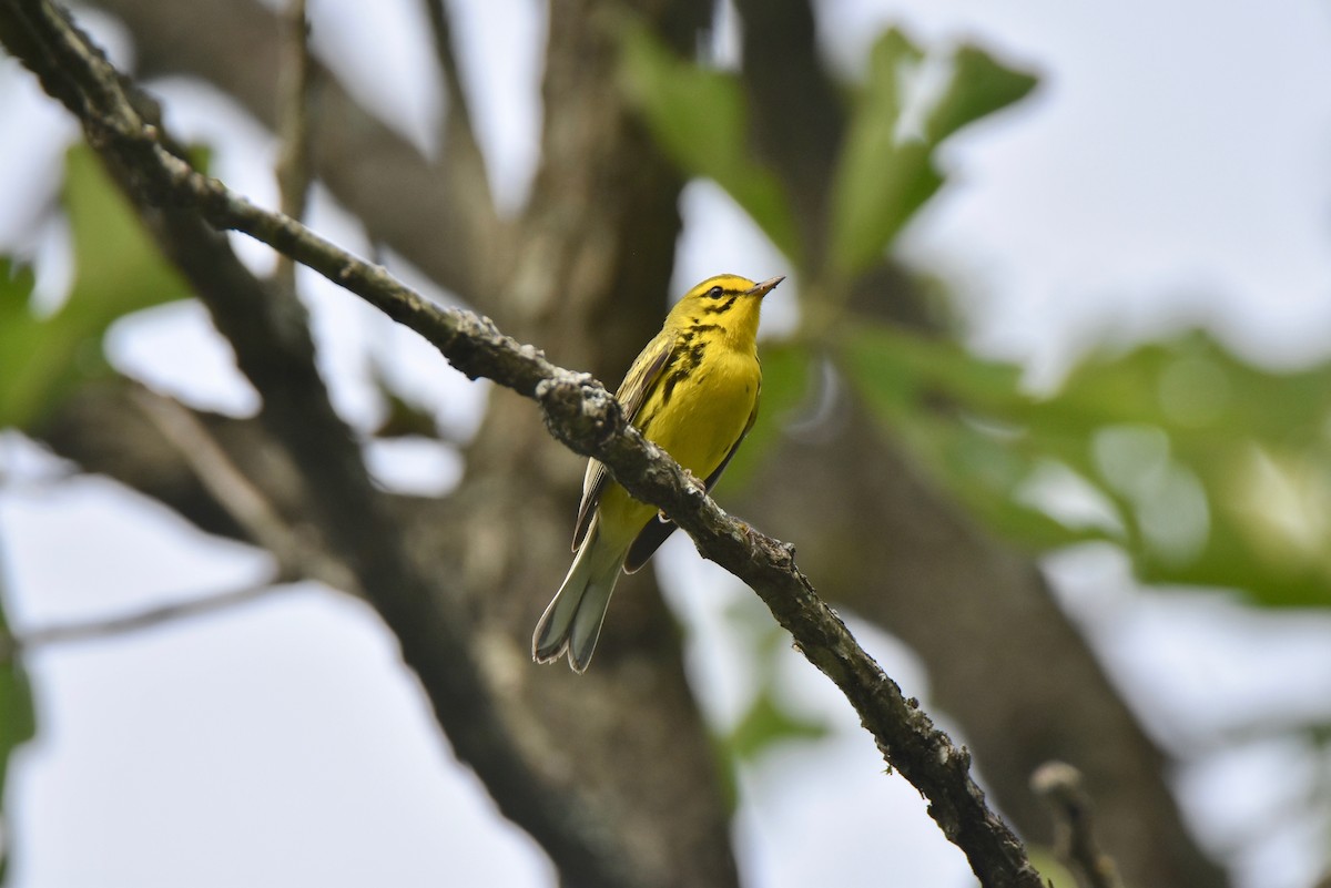 Prairie Warbler - ML163115411