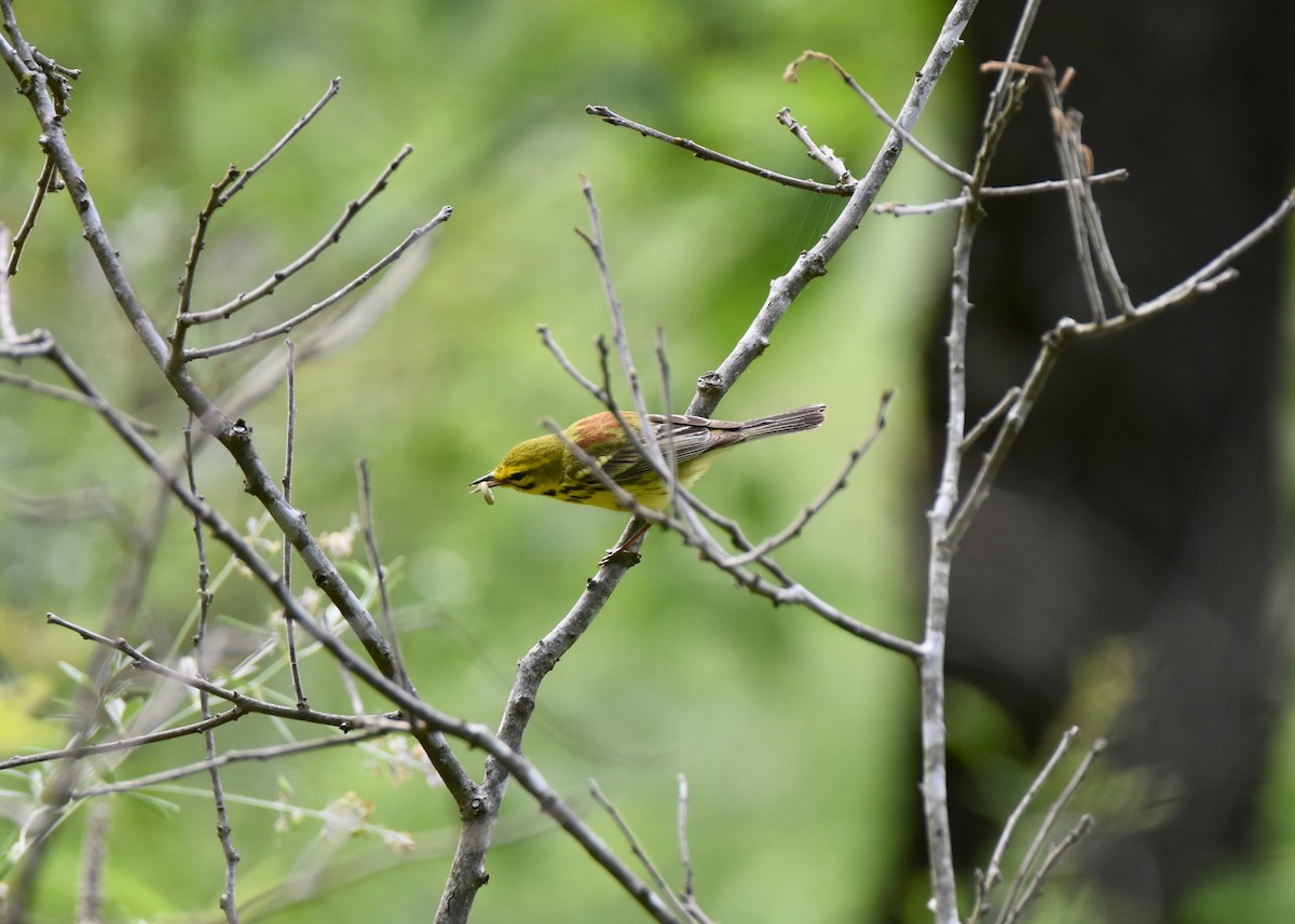 Prairie Warbler - ML163115511